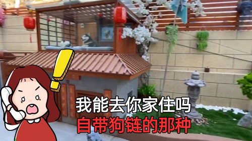 宠物狗不系链怎么看出来