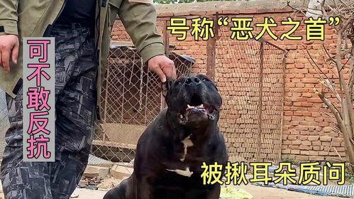 宠物狗被揪耳朵怎么回事