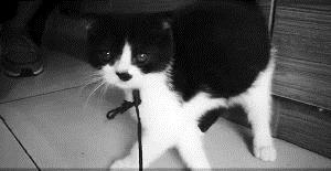 偷宠物猫怎么拘留
