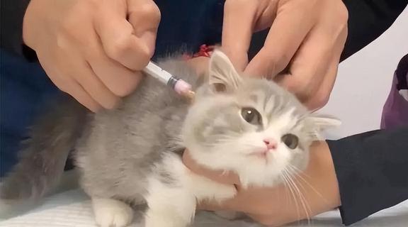 宠物猫怎么看病的