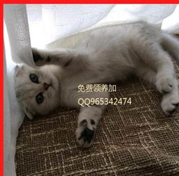 宠物猫怎么能带回去玩