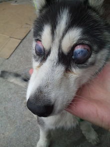 狗狗多少天睁眼睛