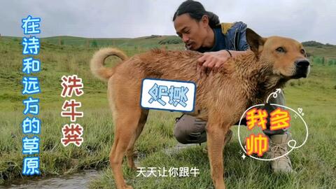 宠物狗跑出去怎么找回来