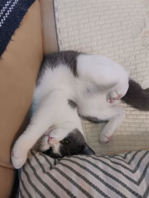 宠物猫粮发黑怎么回事儿