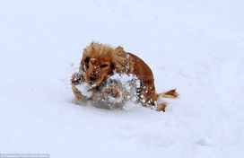 宠物狗拱雪地怎么办啊