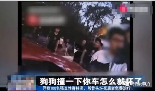 宠物狗撞坏了车怎么办