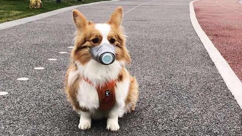宠物狗不带口罩怎么办呢