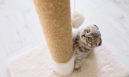抓了只宠物猫怎么处理