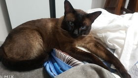 宠物猫棉衣怎么做