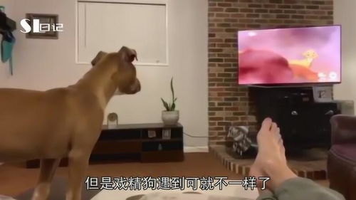 家里全是宠物狗怎么办啊