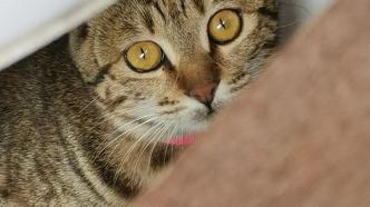 给宠物猫换环境会怎么样