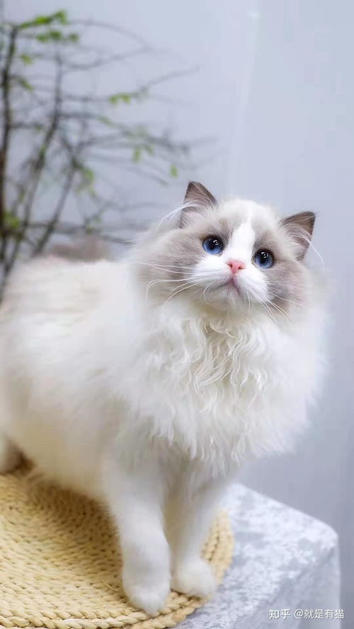 宠物猫不吃猫粮怎么养胖
