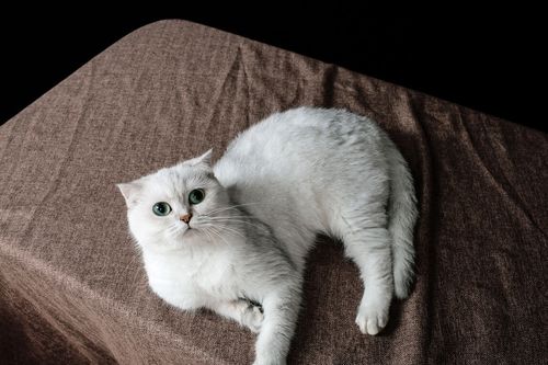 宠物猫店同城怎么开店