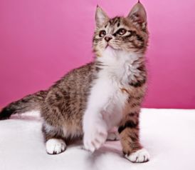 宠物猫拉稀带血怎么办啊