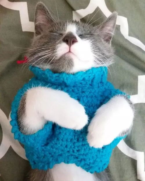 怎么给宠物猫织毛衣