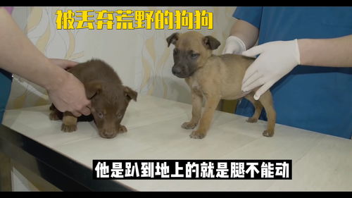 被丢弃的宠物狗崽怎么办