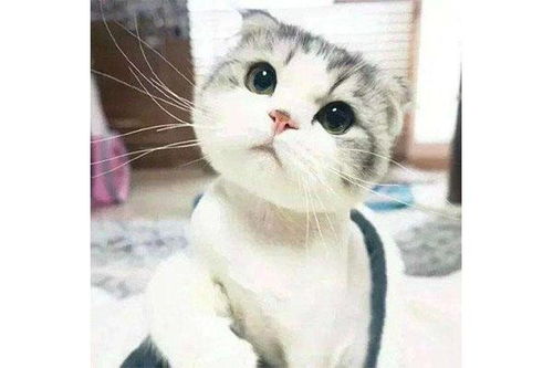 宠物狗猫粮代理怎么做