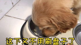 小金毛喂多少狗粮
