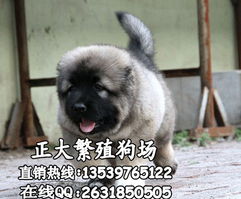 大型的幼犬多少钱