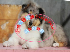 本地门店宠物狗出售怎么样