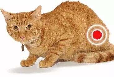宠物猫怎么预防尿路感染