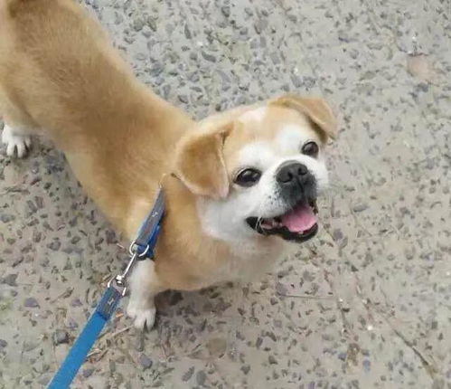 丢一只宠物狗怎么办