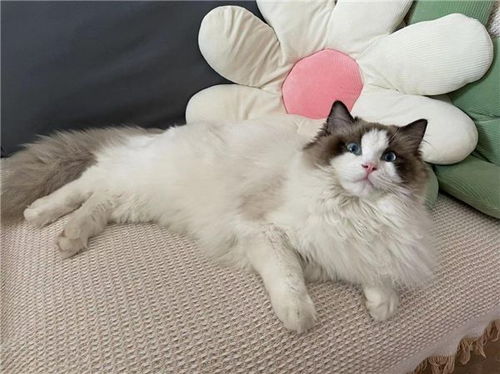 宠物猫幼猫怎么养好看