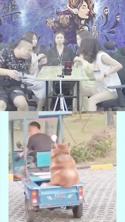 宠物狗怎么才喂胖一点