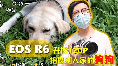 拍宠物狗宣传语怎么写好