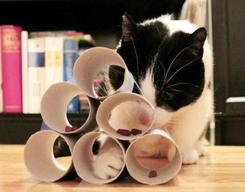 宠物猫怎么丰容