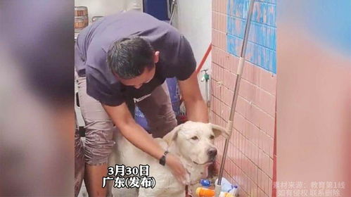 男人看见宠物狗会怎么样