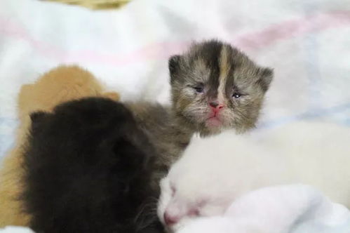 怎么收养一只新宠物狗猫