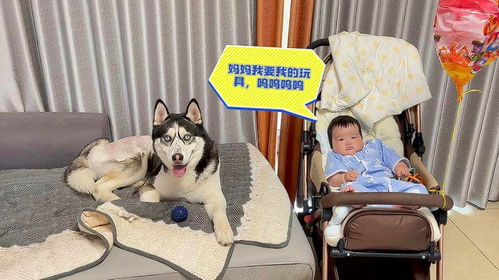 宠物狗孩子哭了会怎么样