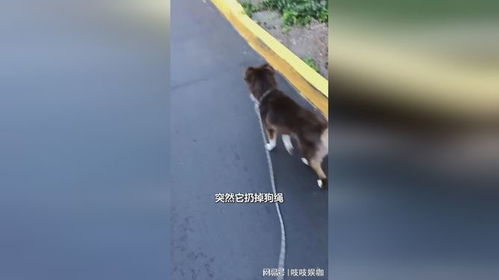 宠物狗户外不牵绳怎么办