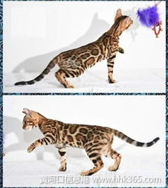 广东宠物猫怎么托运