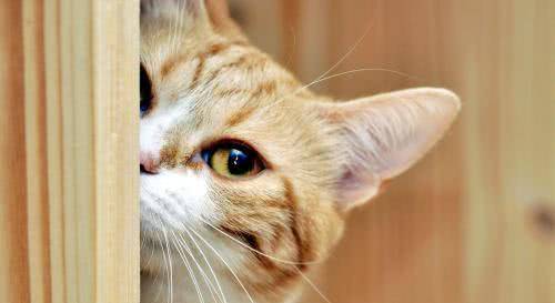 宠物猫怎么弄