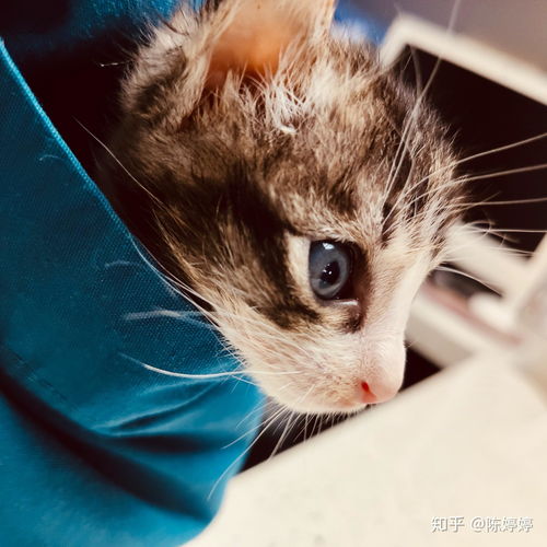 宠物猫瘟怎么治