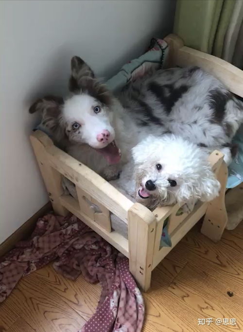 家里怎么养两只宠物狗呢