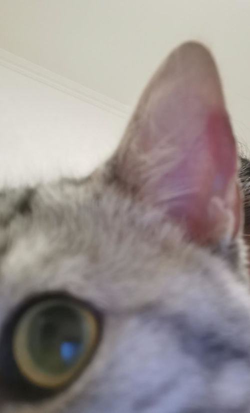 宠物猫怎么滴耳朵
