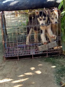 直播宠物狗价格怎么样呀