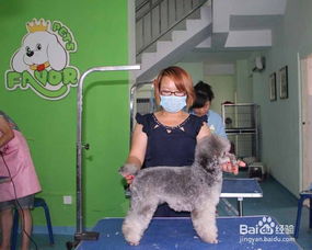 宠物狗烂脚丫子怎么办