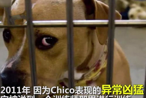 德国人怎么培养宠物狗的