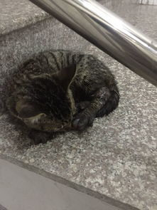 宠物狗开不了门怎么办呢
