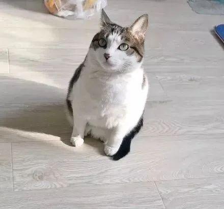 宠物猫怎么区分性别男女