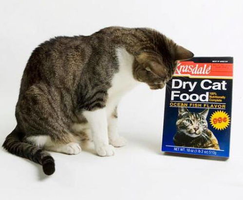成猫一天吃多少猫粮