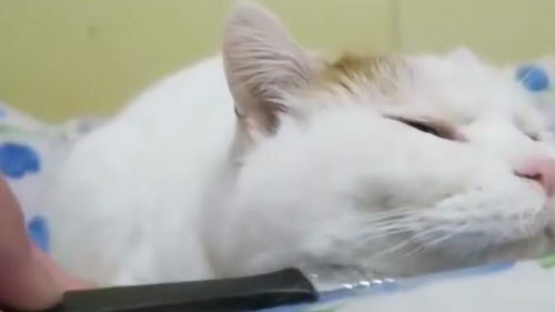 除毛刷宠物猫怎么用