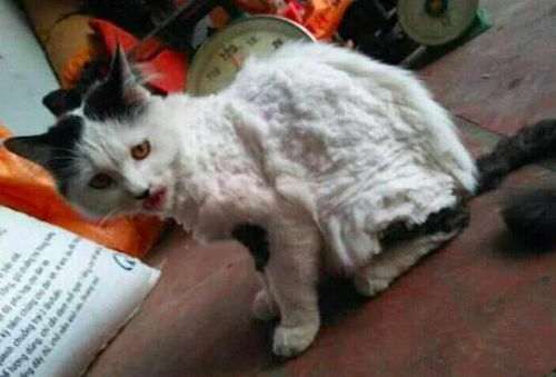 给猫剪毛要多少钱