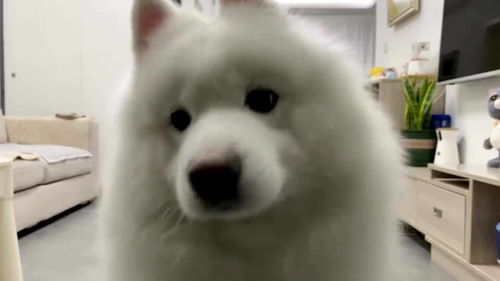 小宠物狗怎么叫声音的呢