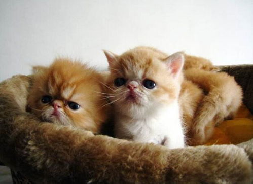 怎么样让宠物猫信任你呢