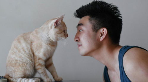 新手怎么入手宠物猫